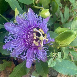 Meet your Posher, LvinesB